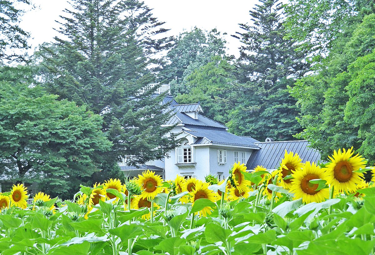 aomarusozaikan's tweet image. 向日葵の画像集です。
古い記事に何枚か追加しました。
aomarujp.blog.fc2.com/blog-entry-4.h…
#写真素材
#フリー素材