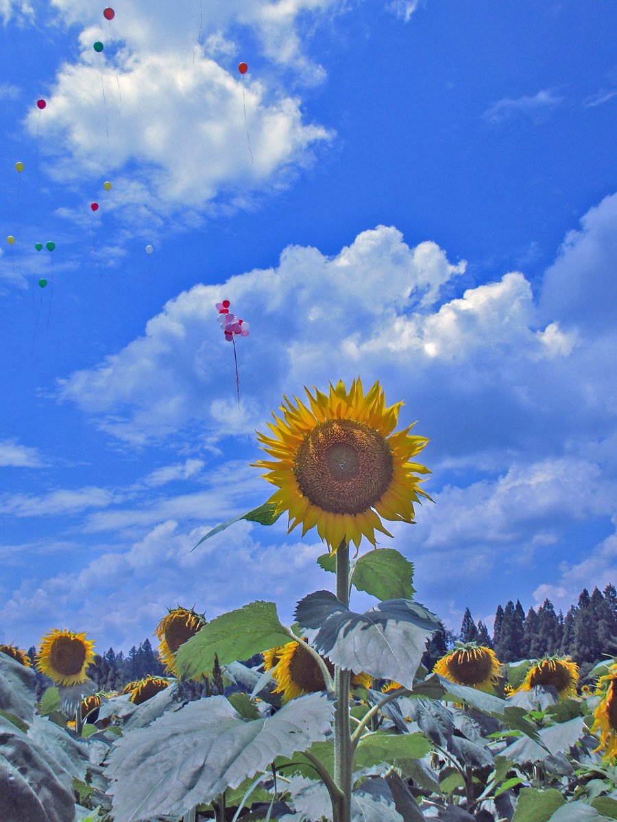 aomarusozaikan's tweet image. 向日葵の画像集です。
古い記事に何枚か追加しました。
aomarujp.blog.fc2.com/blog-entry-4.h…
#写真素材
#フリー素材