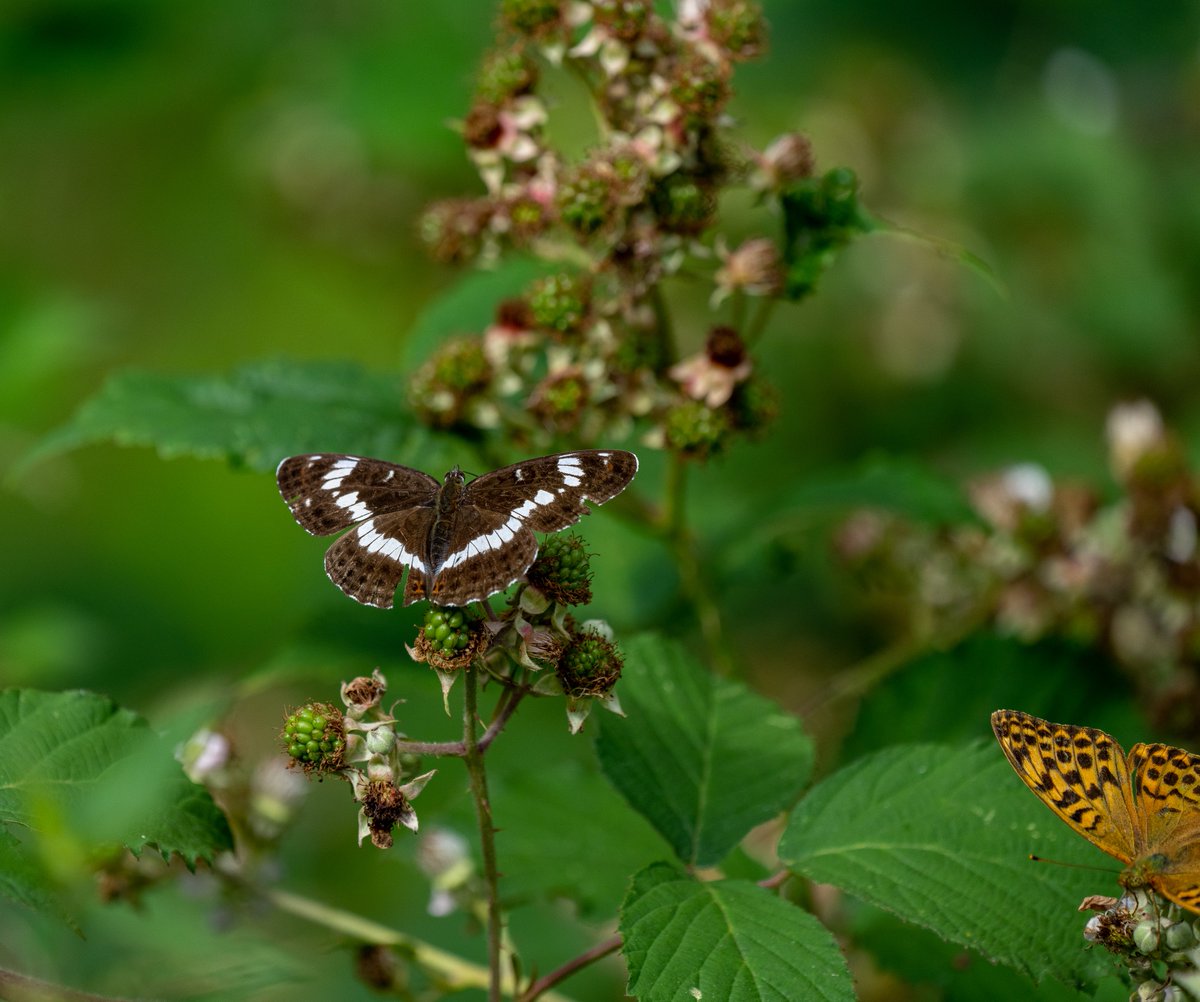 I have vague recollection’s of seeing Wall Brown at Keyhaven back in the late 70’s so I was over the moon to come across this female at Shipton Bellinger. Supporting cast of Brimstone, Peacock and White Admiral at Alice Holt.