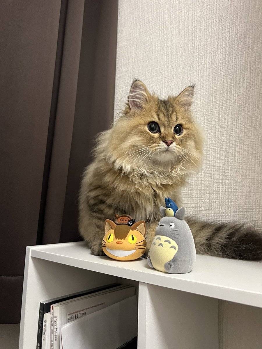 crown17191's tweet photo. ネコバスに似てる🤣
 #ペルシャ
 #トトロ
 #ネコバス
 #子猫 https://t.co/d9X8SG3n7r