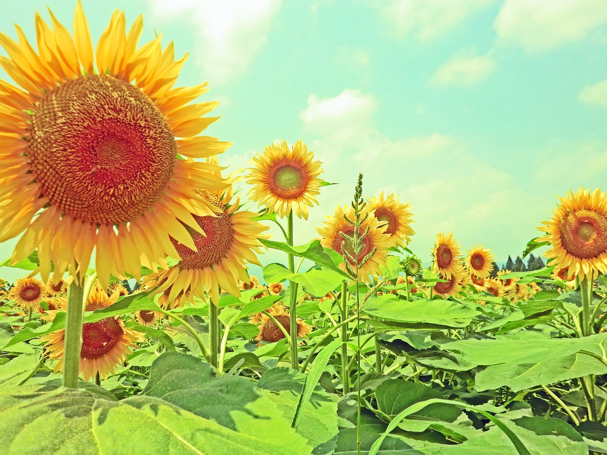 aomarusozaikan's tweet image. 向日葵の画像集です。
古い記事に何枚か追加しました。
aomarujp.blog.fc2.com/blog-entry-4.h…
#写真素材
#フリー素材