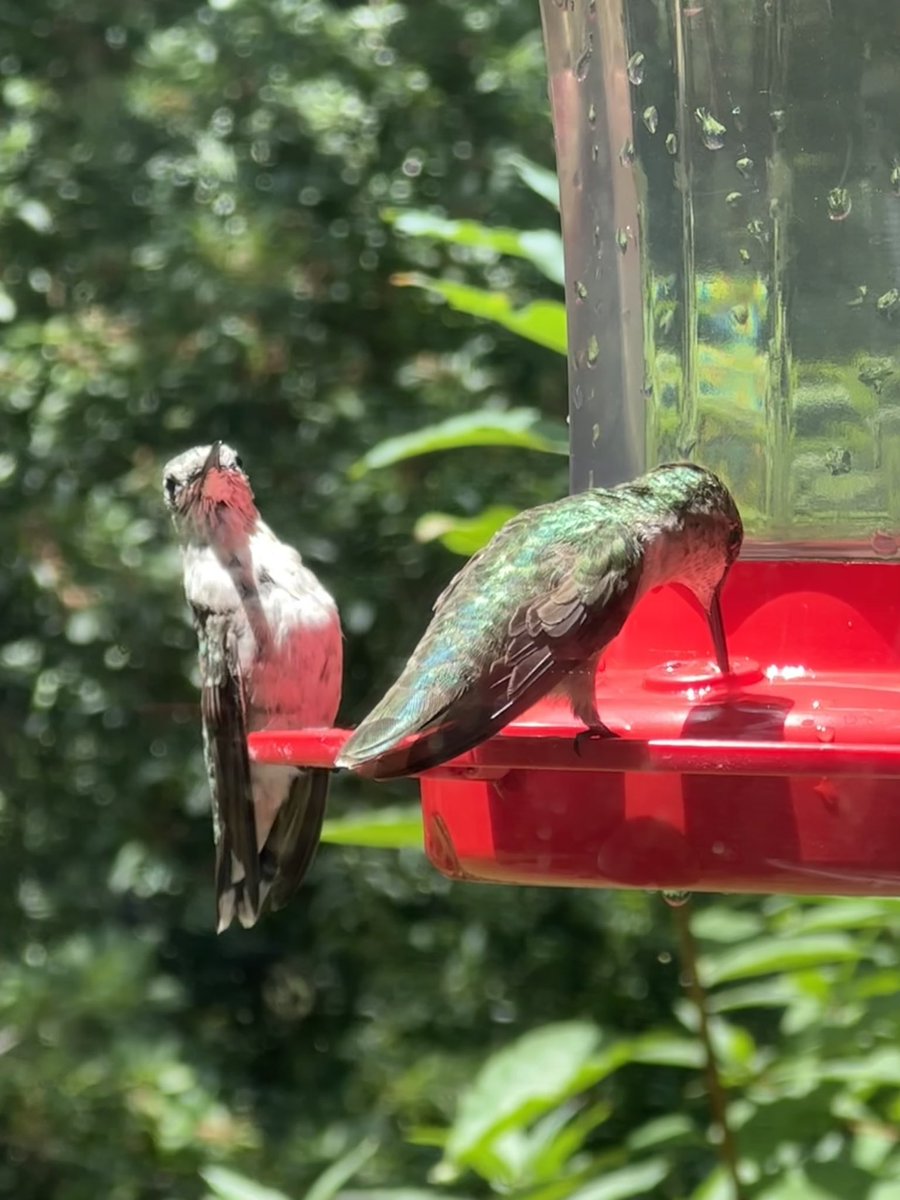 suzagator's tweet image. It’s hummingbird time in the North Carolina mountains! #FavoritePlace