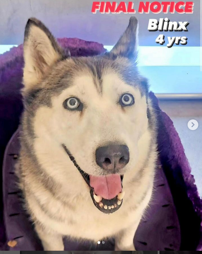 mapleveewesem's tweet photo. ๐๐๐ Downey #California ACC will be open for walk in adoptions 11 a.m. - 5 p.m. There is a wide variety of fur babies to choose from, but Downey ALWAYS has #Huskies on the euth list ๐ข
BLINX, #A5564840 4 yo
CHERRI #A5565002 just 1 yo, 46 lb
both are ok with large, calm #dogs https://t.co/HSxxosGKhs