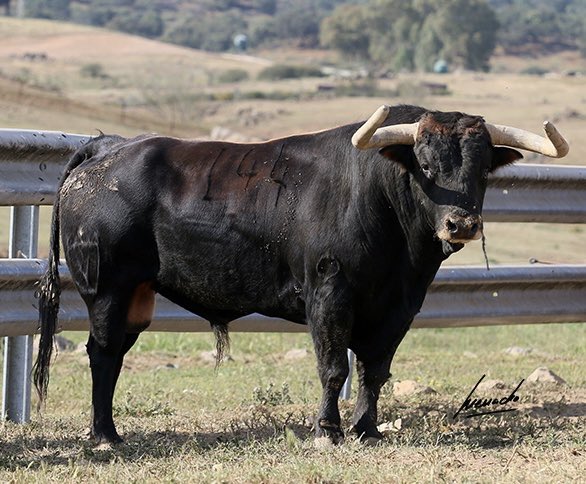 3 de Juan Pedro, dos van a Bilbao y el otro a las calles de Nules (Castellón). Adivináis cual es? 🤔
