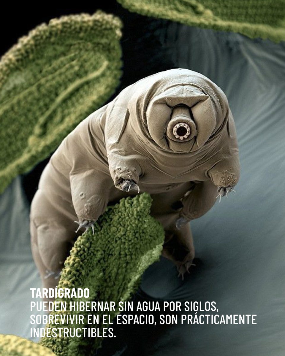 cascara_tech's tweet photo. Para nosotros en CÂSCARA, la maravilla es la inteligencia natural (NI), el resultado de millones de años de mecanismos y soluciones que  lograron crear la atmósfera de la que  respiramos, diseñar los ojos con los que  leemos este post y los dedos que hacen scroll. https://t.co/zqls1PuPYf