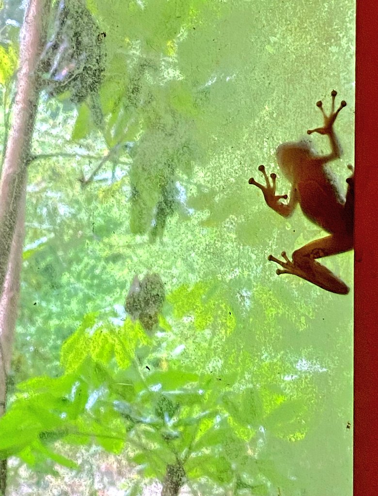 greennomad61's tweet photo. Please spare a thought for your local wildlife.
They too are feeling the stress of the unstable climate.
Water bowls, shaded areas, snacks...all help.
#DoJustOneThing π https://t.co/WV5iwX9FNn