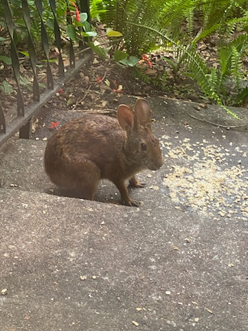 greennomad61's tweet photo. Please spare a thought for your local wildlife.
They too are feeling the stress of the unstable climate.
Water bowls, shaded areas, snacks...all help.
#DoJustOneThing π https://t.co/WV5iwX9FNn
