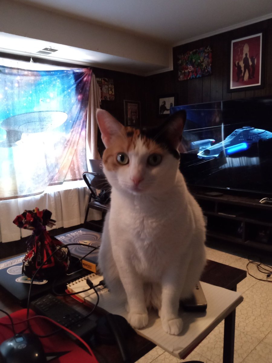 Klunk🐈 tweet media