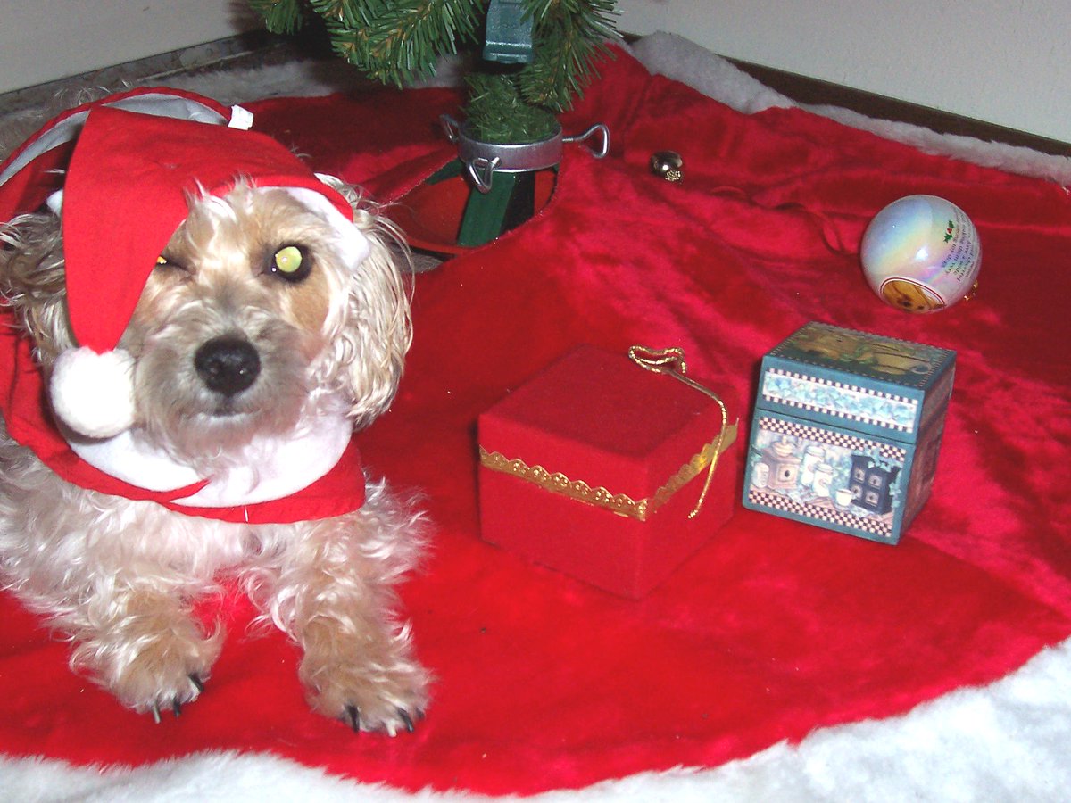 WatsonPrints's tweet photo. Annie can't wait for Christmas! She is almost blind but loves the Holiday so the tree is already up. https://t.co/vAkyI10tDE