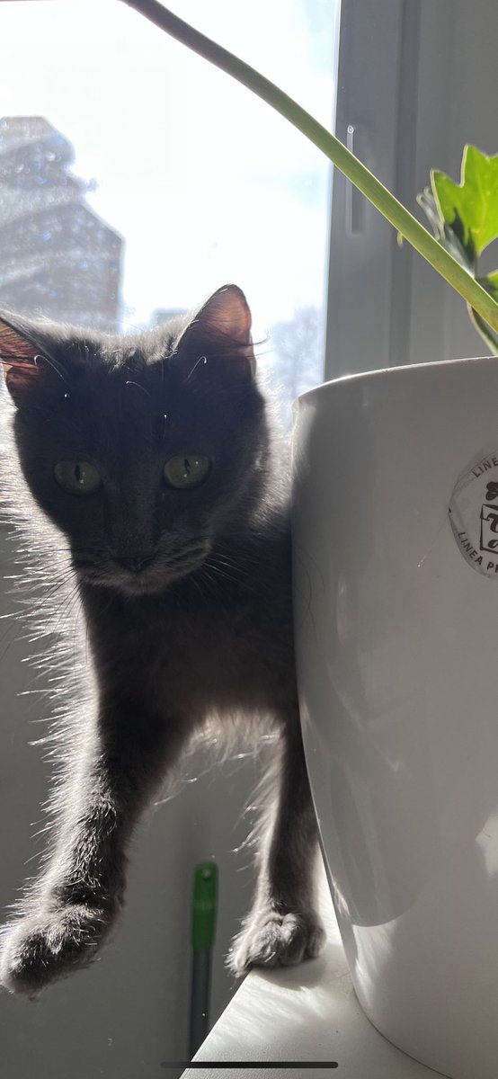 marbramajo_'s tweet photo. DIFUSIÓN POR FAVOR‼️

Estoy buscando a Chimuela. Gata gris con ojos verdes, no está castrada ni tiene collar, si alguien sabe algo comunicarse al 2215067111.
ZONA: La Plata, Plaza Rocha https://t.co/X4bus3vA08