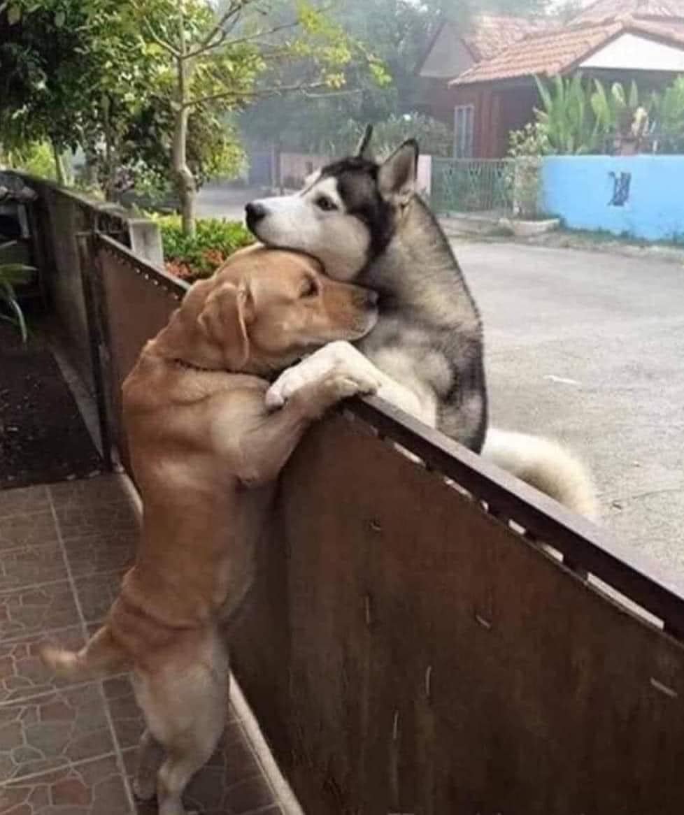 Tweets of Dogs tweet media