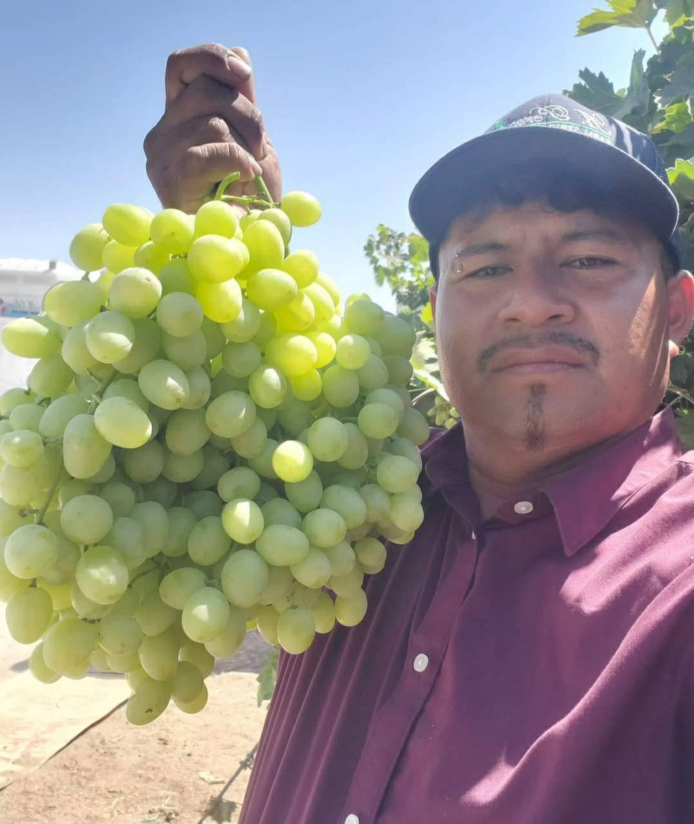 The high was 103° the day Gabriel shared this pic from where he was harvesting grapes in the Bakersfield area.  He said: I'm proud of feeding America. In CA the UFW won heat protections for farm workers. Farm workers in all states deserve these same protections. #CALOR #WeFeedYou