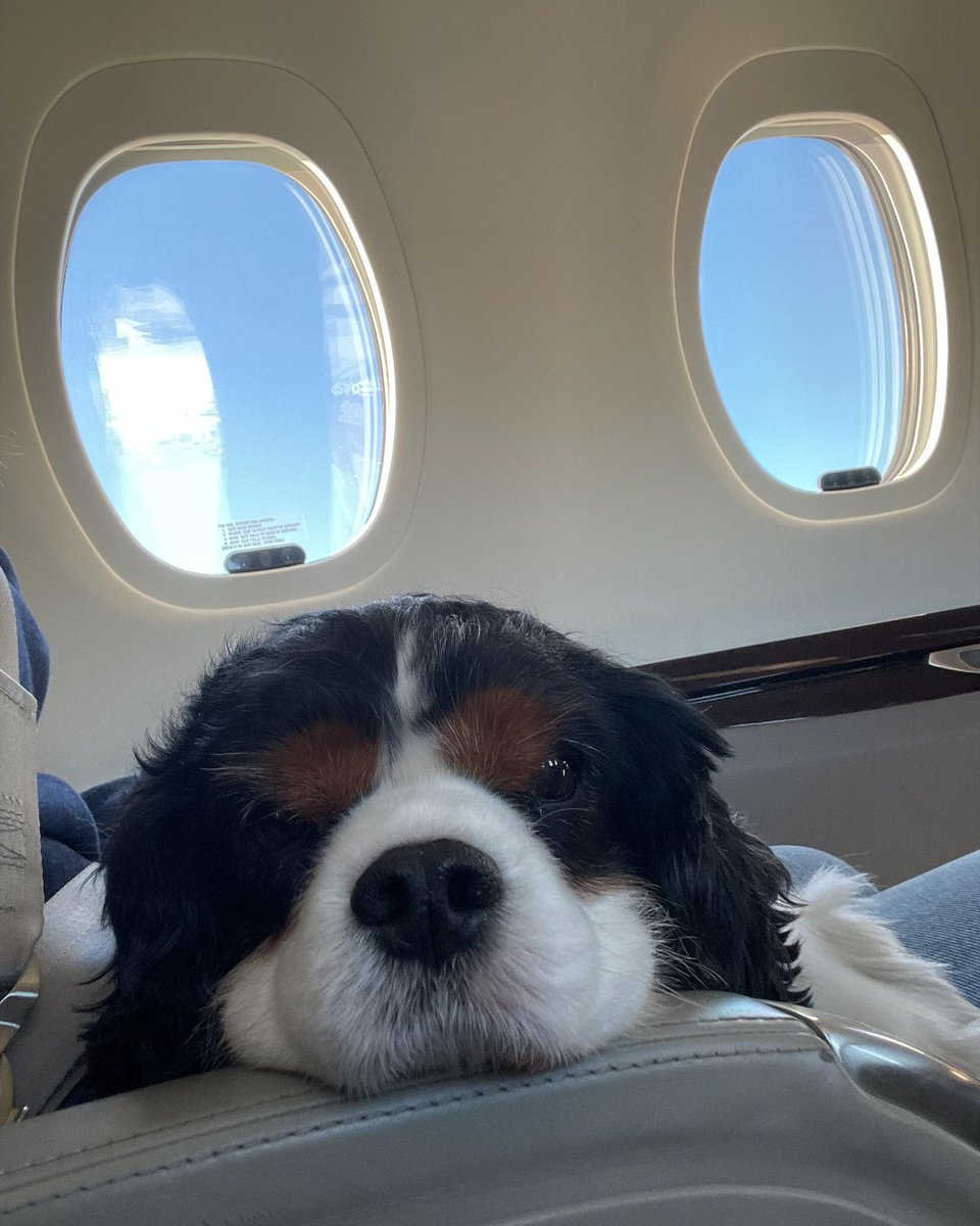 NetJets's tweet photo. The best life for your best friend. #NetPets https://t.co/4ARSxyKVlU