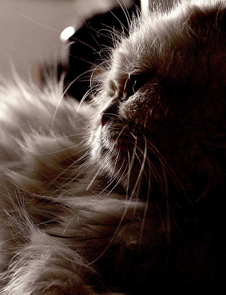 « تمنای سوژه همیشه تمنای دیگری»