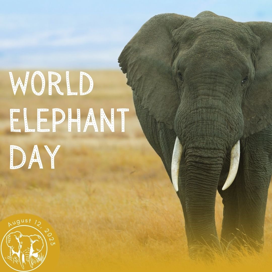 🐘 Standing strong on #WorldElephantDay for our incredible giants. Together, let's make a difference. 💚 #SaveTheElephants #WildlifeConservation #ElephantConservation #ProtectWildlife #EndPoaching #ElephantLove #SaveTheHerds #ElephantAwareness #WildlifeProtection…