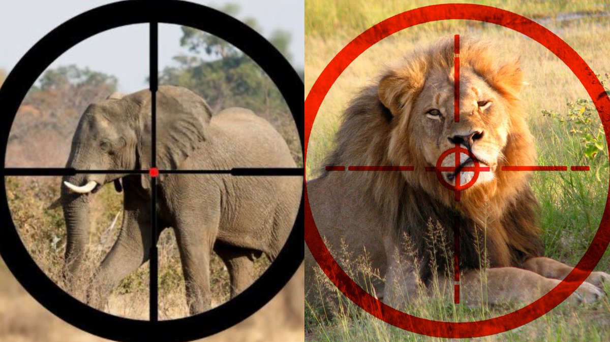RichardAngwin's tweet photo. Isn't it time for a worldwide ban on trophy hunting❓️ https://t.co/gC9RJYDRR8