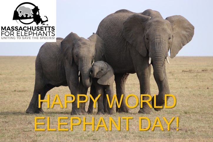 Today is just one day to celebrate the awesomeness of #Elephants! #WorldElephantDay