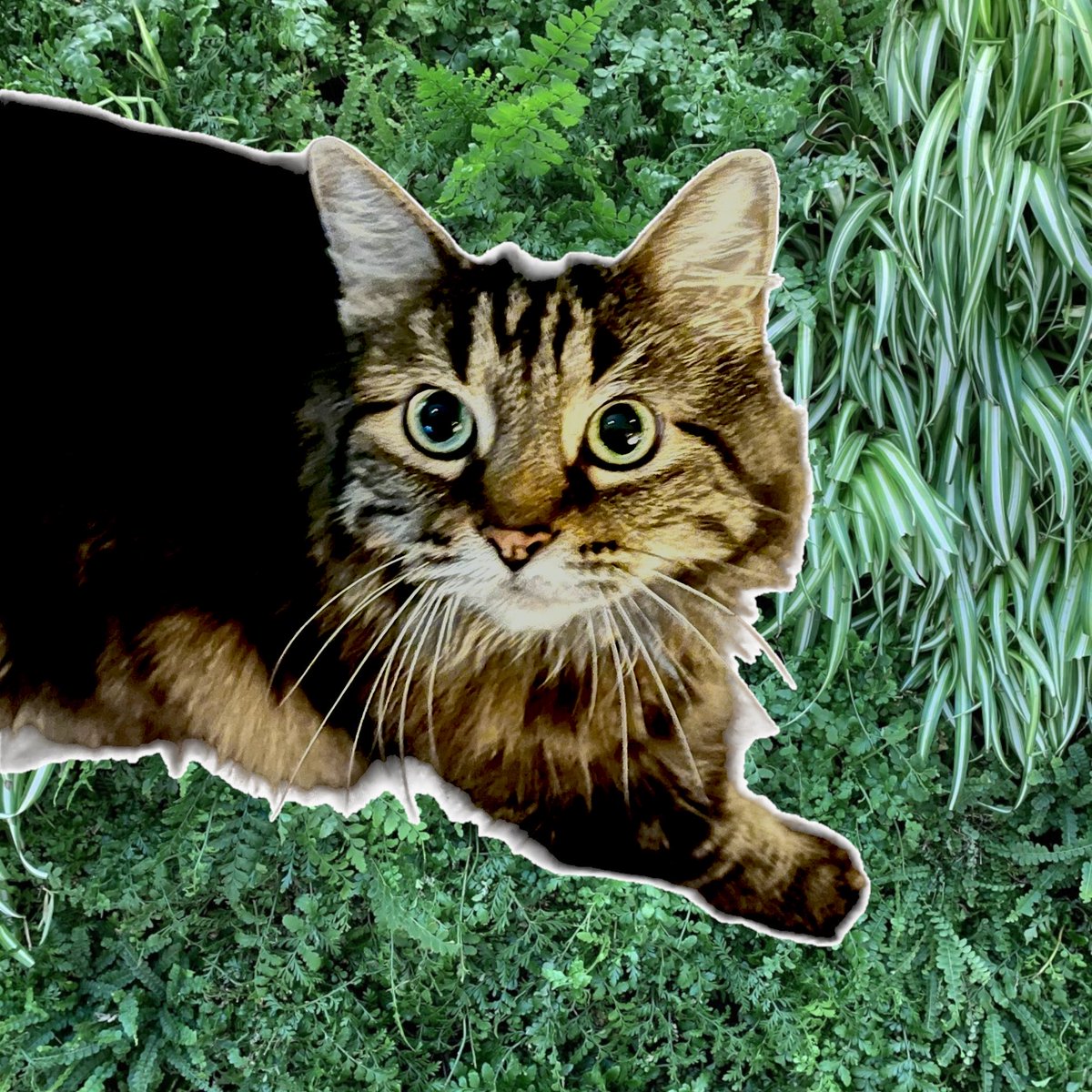 Alright, last furry baby pic for now. Another sticker &amp; my inability to leave just plainness around the beautiful 15-year-old (spoiled brat - it's true!), Crystal kitty. She is a Maine Coon I managed to ‘win’ at a fundraiser for the local animal shelter via silent auction.