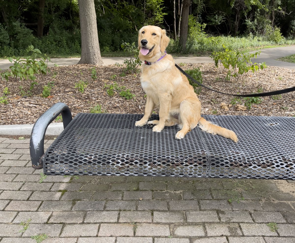 DAY 10: Sitting on a park bench, any port in a storm. #goldenretriever #goldenpuppy #goldenoftheday