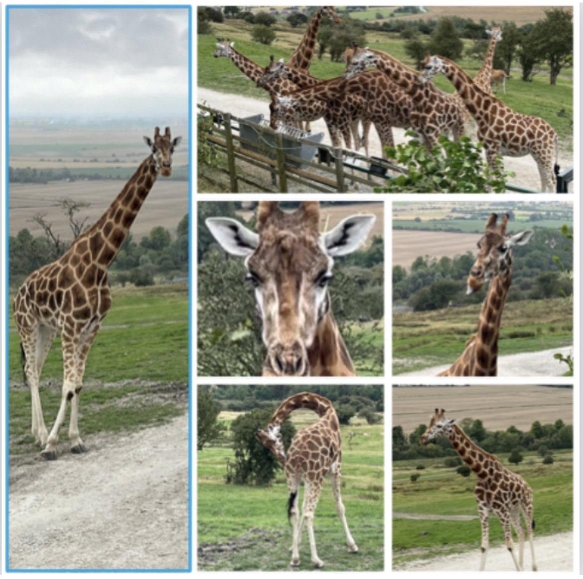 DebFenders's tweet photo. #PortLympne #giraffelodge #birthdayweekend https://t.co/dyqRkzd6je