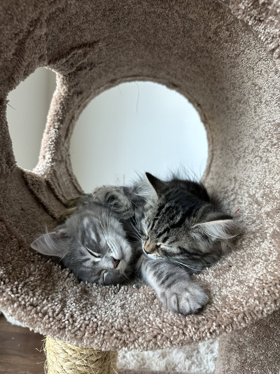 jaecattos's tweet photo. Finally they are here 🥹🫶
#eaJ #제형 #제형이 #Jae #eaJPark #cat #peanut #butter @eajpark https://t.co/juRRNx1feF