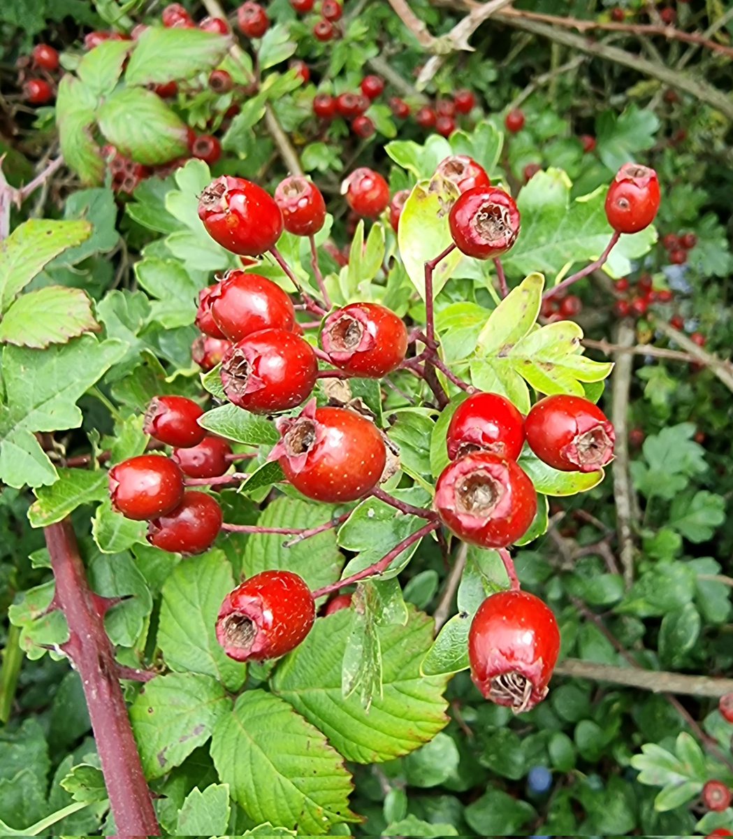 roriain's tweet photo. Today I walked and picked up #litter on the most northerly section of the Barrow navigation. The rope swing to the Horse Bridge. Haw, guilder rose and woody nightshade. #LeaveNoTrace #BarrowWay #lovewhereyoulive https://t.co/E16C0VGtLr