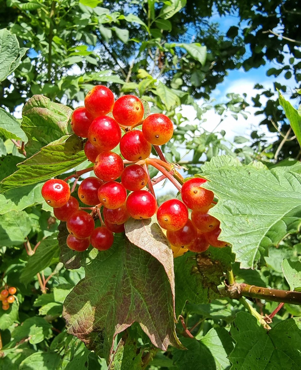 roriain's tweet photo. Today I walked and picked up #litter on the most northerly section of the Barrow navigation. The rope swing to the Horse Bridge. Haw, guilder rose and woody nightshade. #LeaveNoTrace #BarrowWay #lovewhereyoulive https://t.co/E16C0VGtLr