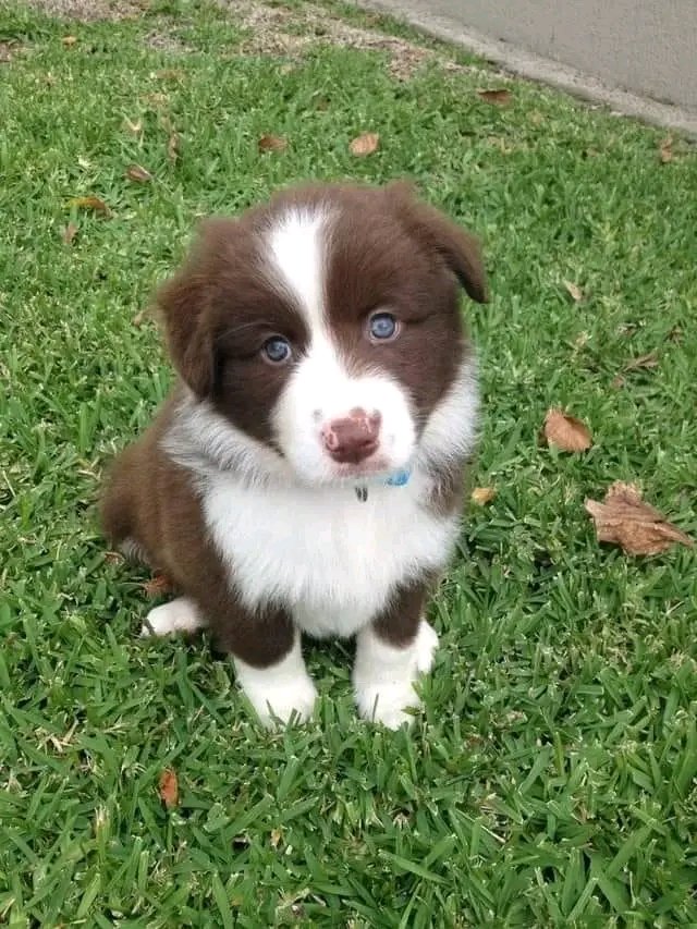 Cute baby,,
#Bordercollie