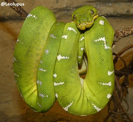 Leolupus's tweet photo. For #SnakySaturday this week, some beautiful convergent evolution. On the left, the emerald tree boa, native to South America. On the right, the green tree python, found in Australia, New Guinea, and some Indonesian islands.
#snakes #reptiles #animals #wildlife https://t.co/g3lycaCVmk