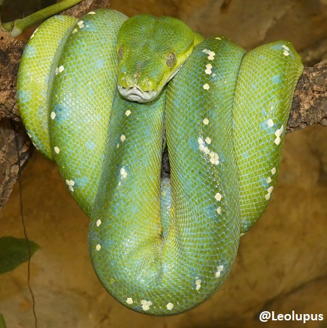 Leolupus's tweet photo. For #SnakySaturday this week, some beautiful convergent evolution. On the left, the emerald tree boa, native to South America. On the right, the green tree python, found in Australia, New Guinea, and some Indonesian islands.
#snakes #reptiles #animals #wildlife https://t.co/g3lycaCVmk