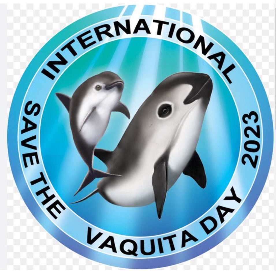 ORCA_NI's tweet photo. Today is #InternationalSavetheVaquitaDay! Join us for a Documentary Streaming of @seaofshadowsSOS 🆘

Click the link below ⬇️ https://t.co/hHTL3kpq4o https://t.co/GlZGy6HPvS