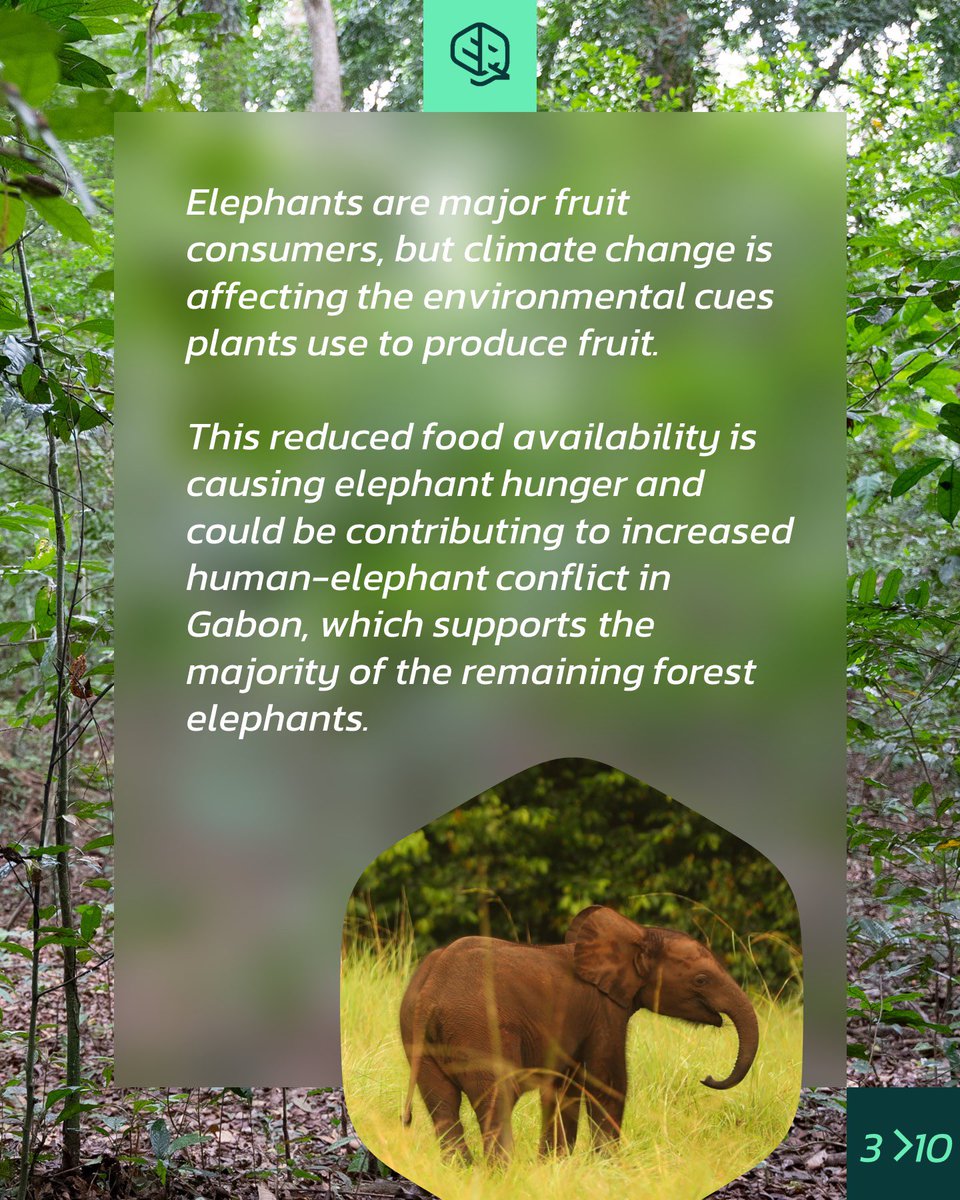 okala_io's tweet photo. Today is world elephant day! Time to celebrate elephants and the importance of conserving them.  All species of elephant are threatened with extinction, and African forest elephants – a distinct species from Africa’s savanna elephant - are critically endangered. https://t.co/nR3sYRxge9