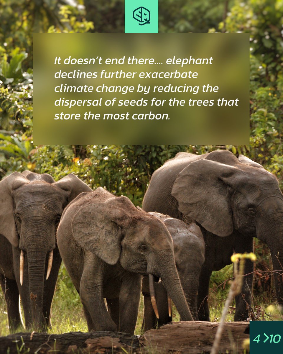 okala_io's tweet photo. Today is world elephant day! Time to celebrate elephants and the importance of conserving them.  All species of elephant are threatened with extinction, and African forest elephants – a distinct species from Africa’s savanna elephant - are critically endangered. https://t.co/nR3sYRxge9