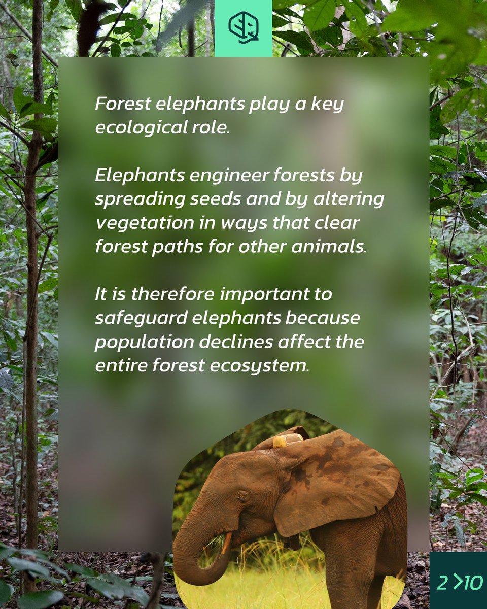 okala_io's tweet photo. Today is world elephant day! Time to celebrate elephants and the importance of conserving them.  All species of elephant are threatened with extinction, and African forest elephants – a distinct species from Africa’s savanna elephant - are critically endangered. https://t.co/nR3sYRxge9