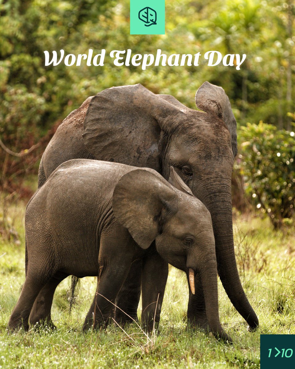 okala_io's tweet photo. Today is world elephant day! Time to celebrate elephants and the importance of conserving them.  All species of elephant are threatened with extinction, and African forest elephants – a distinct species from Africa’s savanna elephant - are critically endangered. https://t.co/nR3sYRxge9