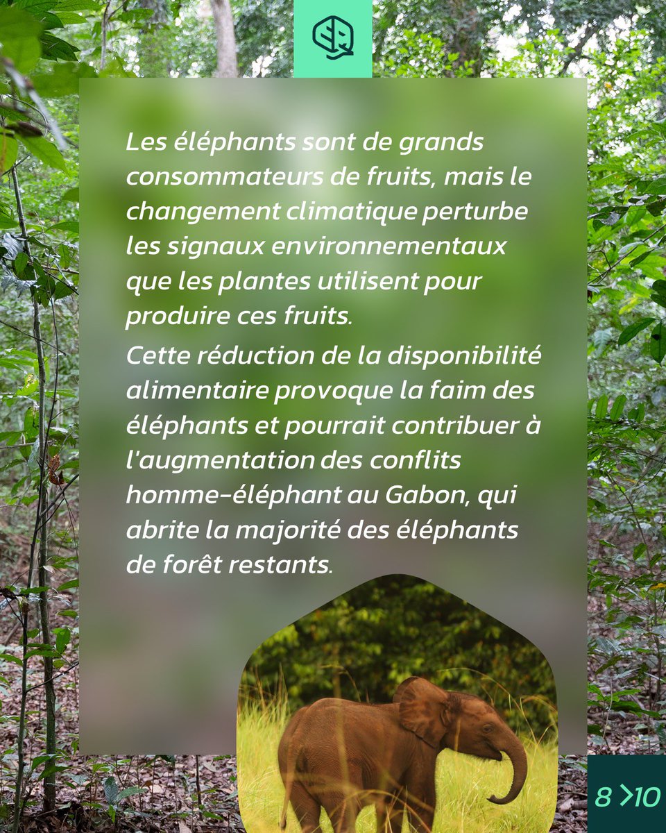 okala_io's tweet photo. Studies have shown a 62% decline in forest elephant populations across central Africa in less than a decade  (WCS), caused primarily by poaching for the illegal ivory trade and habitat loss. #WorldElephantDay #elephants #conservation #okala https://t.co/m0XMlIRBpp