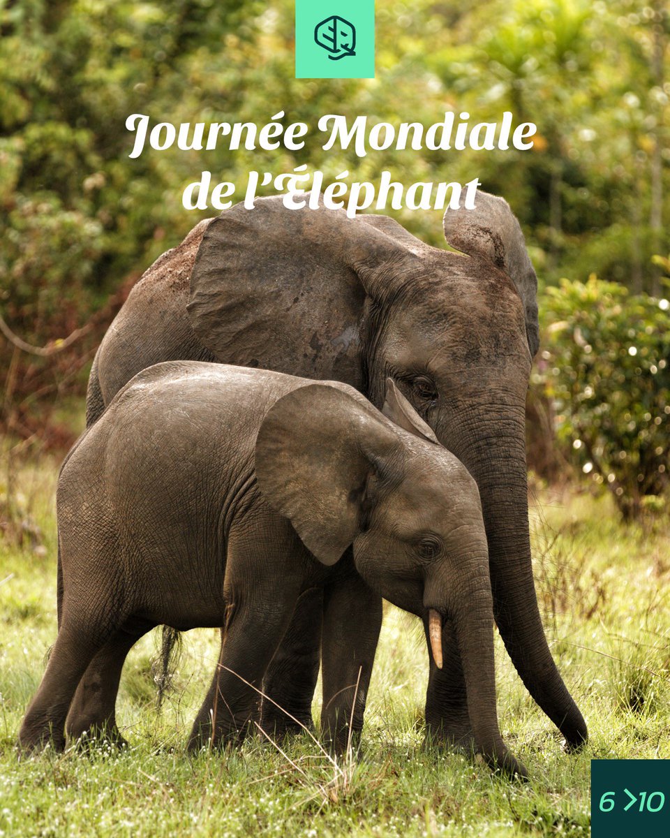 okala_io's tweet photo. Studies have shown a 62% decline in forest elephant populations across central Africa in less than a decade  (WCS), caused primarily by poaching for the illegal ivory trade and habitat loss. #WorldElephantDay #elephants #conservation #okala https://t.co/m0XMlIRBpp