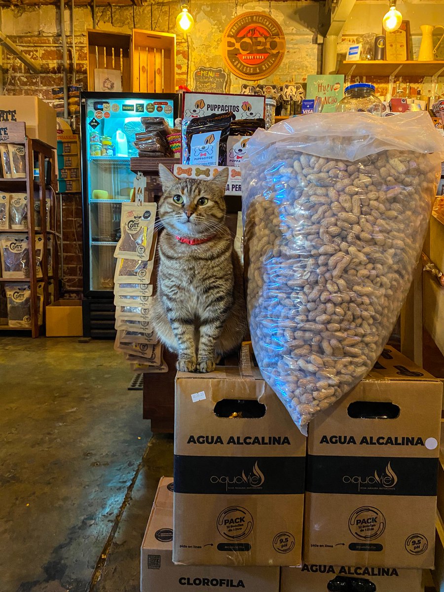 thedividingline's tweet photo. #PeanutCat.
#QuesosElPopo #Deli #Tijuana #UrbanPhotography #Cat #Kitty #Meow #PussyCat #Pet #Love #Miller #Manager. https://t.co/Fgkzrl5WgV