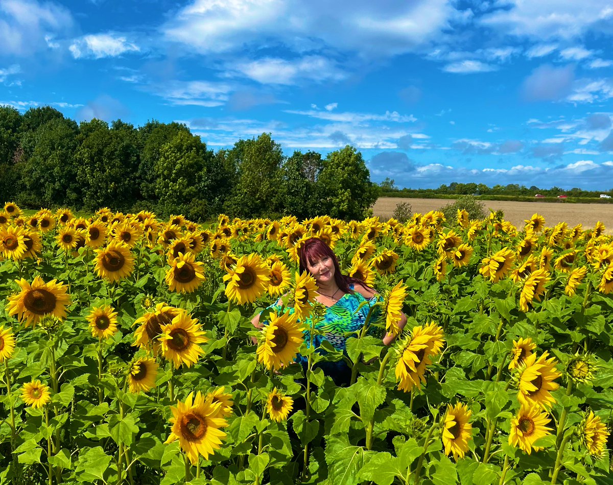 zinkabell's tweet photo. Sunflowers π» @scenesfromMK #thepatchmk https://t.co/NVafZg0wK1