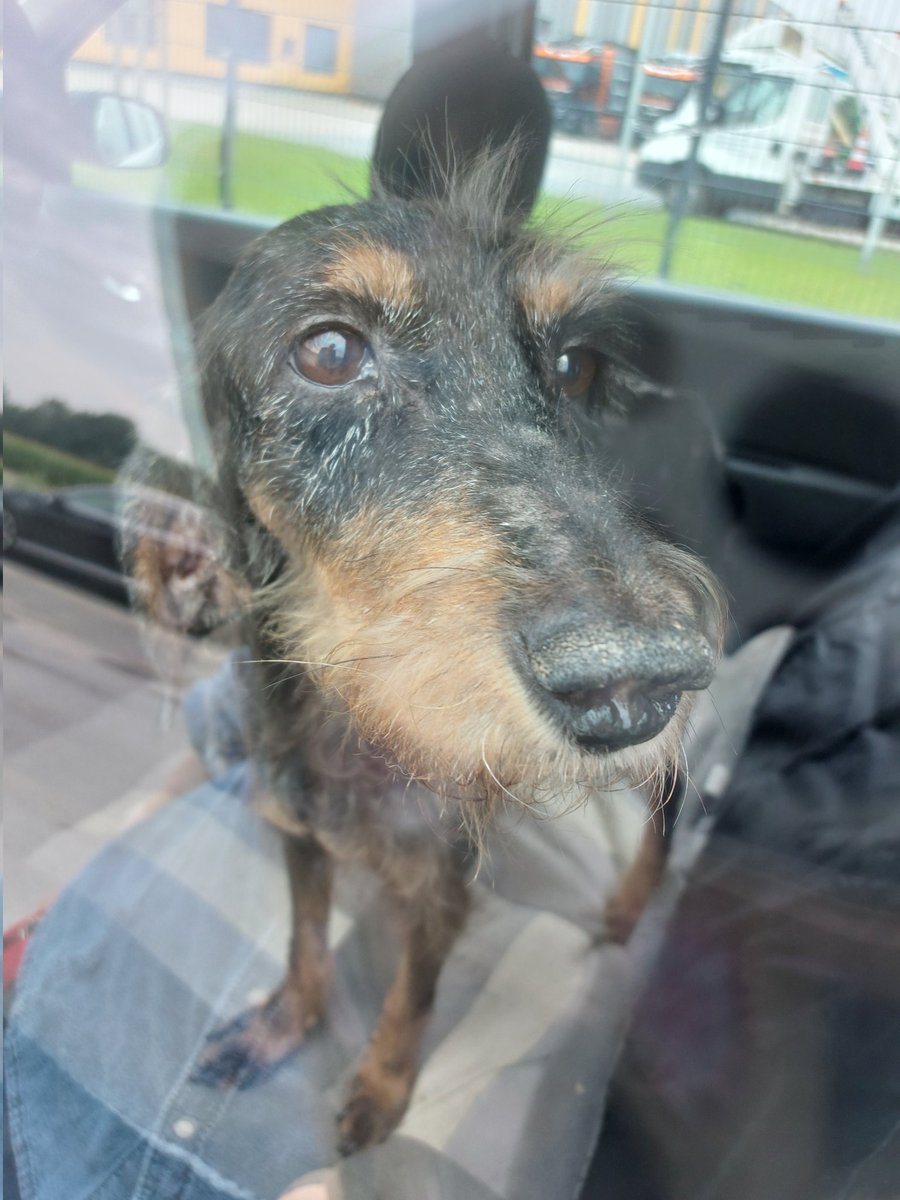 Das ist Hope. Vor wenigen Wochen wurde sie gefunden,  man dachte, sie sei tot. Übersät von Maden, leblos. Man stellte fest dass sie lebt und tat dann alles, um ihr eine Chance zu geben, obwohl kaum Hoffnung bestand, aber sie ist eine echte Kämpferin-kommt jetzt zu lieben Menschen