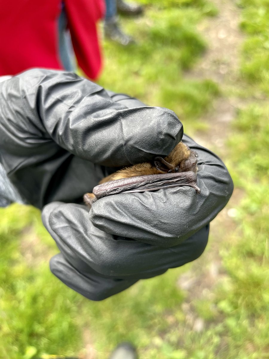 Handling a couple of soprano pipistrelles earlier today 🦇 #bats #ecology