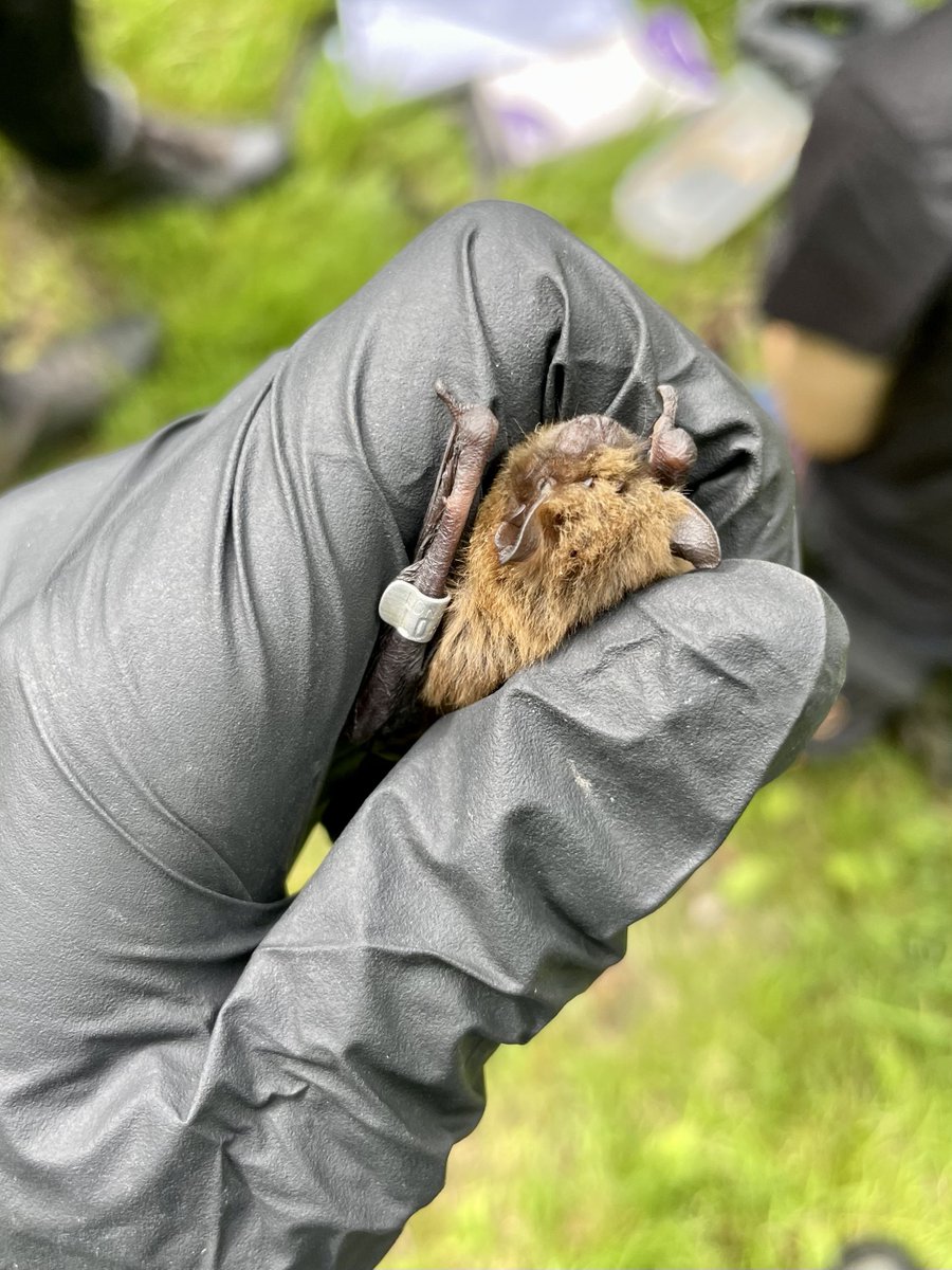 EcologistDan's tweet photo. Handling a couple of soprano pipistrelles earlier today 🦇 #bats #ecology https://t.co/wBdlx8Q297