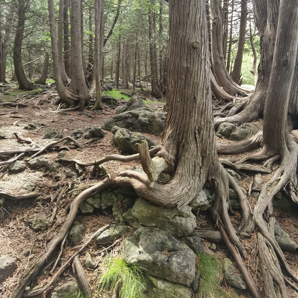 MoVernie's tweet photo. There is the "#BruceTrail" that you can hike, explore &amp; check out nature. We saw fungi growing under the canopy.

NOTE: $10 parking all-day at conservation area.

@CornerCottageON

[SPONSORED]

#CornerCottage #CornerCottageGreyCounty #MarkdaleOntario #Ontario #EugeniaFalls https://t.co/gYfXg5wa0e