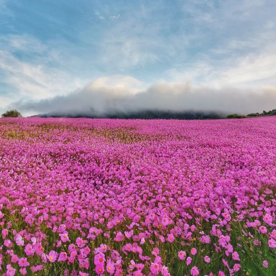 El señor de las plantas on X: "Quiero ir a Acámbaro y perderme en un campo  de cosmos ?" / X