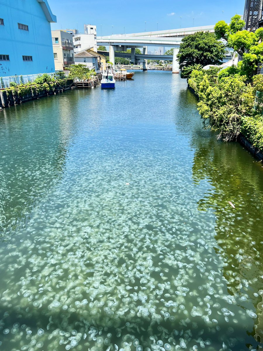 jellyfishisms's tweet photo. a bloom of jellyfish in the canal ✧ https://t.co/ykVfHJcMog