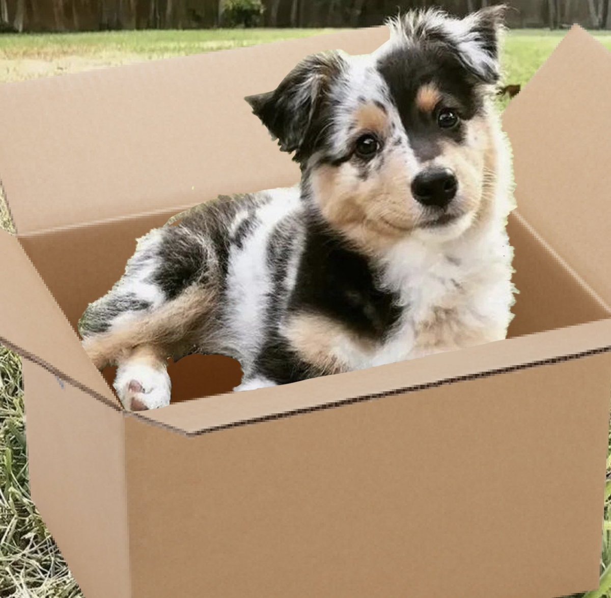bootwtadoption's tweet image. .𖥔 ݁ ˖  an australian sheperd puppy has appeared at your door! 

.𖥔 ݁ ˖ from - anon

.𖥔 ݁ ˖ to - @ianarcade_

.𖥔 ݁ ˖ look! a note is attached to the box! it says, “ silly dog :) “ 

.𖥔 ݁ ˖