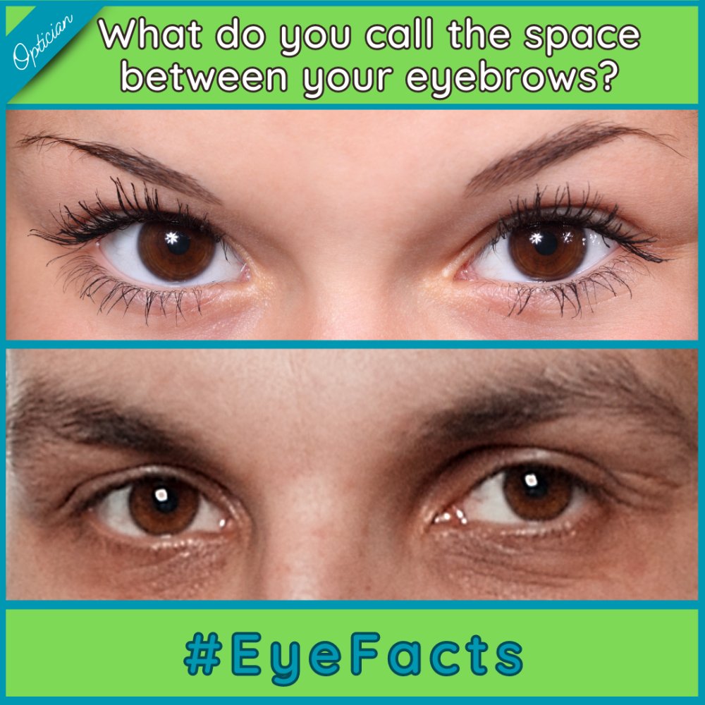 EyesOpticians's tweet photo. The glabella, is the area of skin between your eyebrows and above your nose. The term also refers to the underlying bone that is slightly depressed, and joins the two brow ridges #Glabella #EyeFacts #IndependentOptician https://t.co/O7AJTST3CN