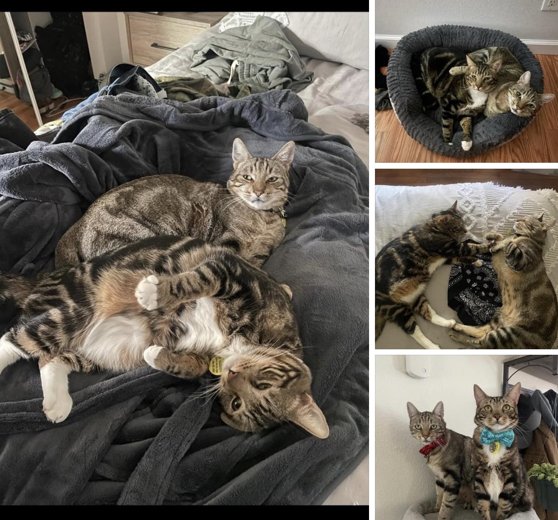 TikiTales's tweet photo. Has anyone seen Thor or Loki? Lower Lahainaluna Road area ❤️🙏 Pls notify Maui Humane Society on behalf of the Cooke ‘ohana
 #lostpet #mauifires https://t.co/UZYSdNSURo