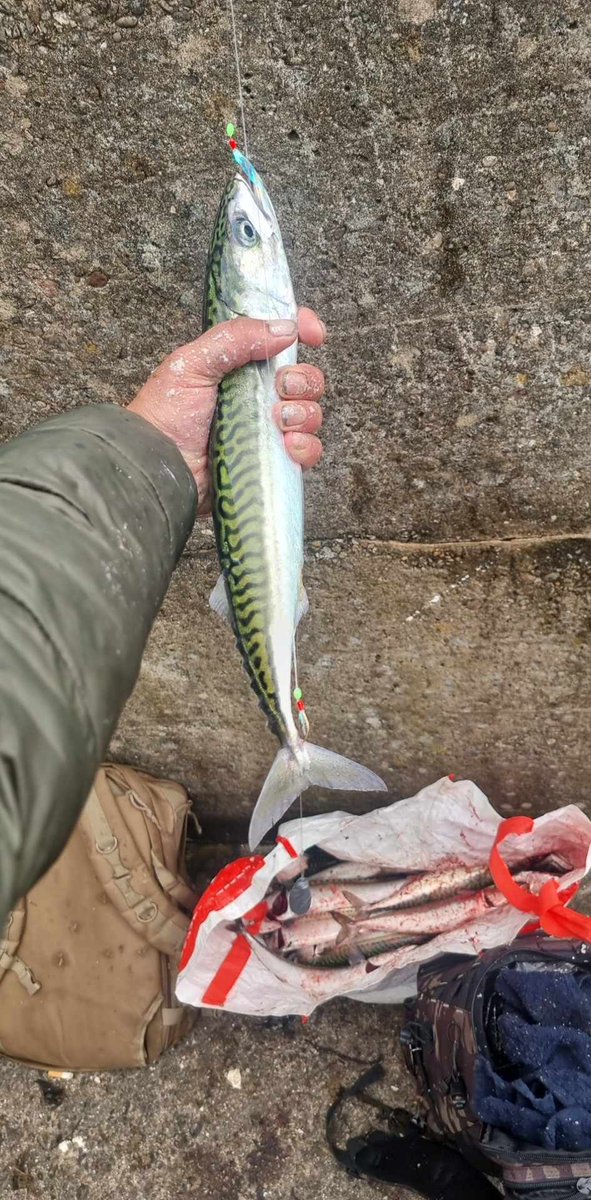 NicholasGee8's tweet photo. Aaa fishing couple hours during my break at work .. must of least caught 40 ... even a wii tiny bird trying to ram a massive fish i threw back in its tiny gub was funny ti watch .... @DevilishMonkey8 ill be seening u 2moz for sunday fish day lol https://t.co/SQ9PMKtmDl