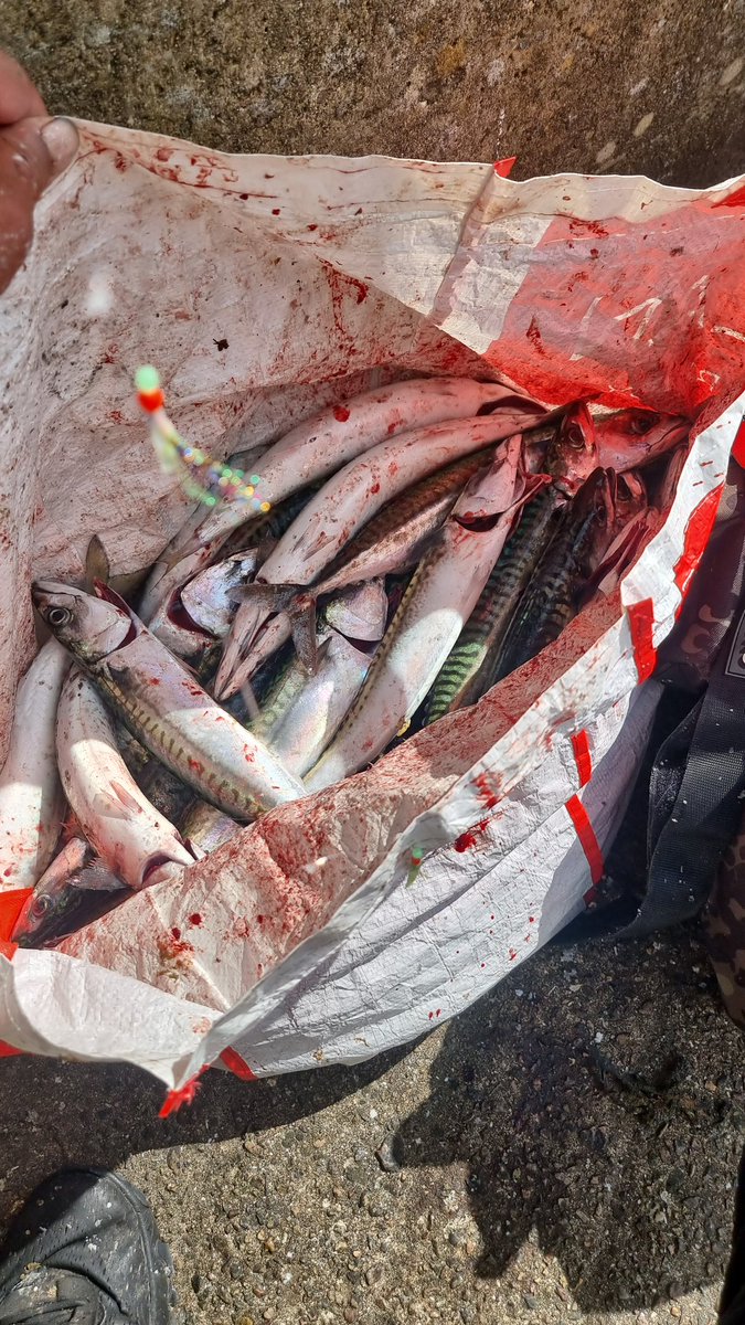 Aaa fishing couple hours during my break at work .. must of least caught 40 ... even a wii tiny bird trying to ram a massive fish i threw back in its tiny gub was funny ti watch .... <a href="/DevilishMonkey8/">JasonsWoodCraft</a> ill be seening u 2moz for sunday fish day lol